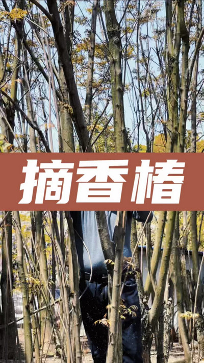 香椿雞蛋有，就缺二兩酒！
