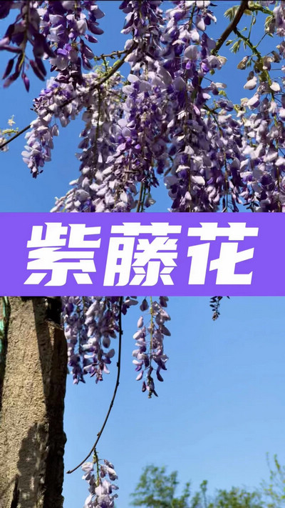 春有約，花不誤，陌上紫藤香如故。
